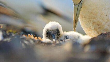 Northern Gannet chick close-up, fluffy white down at nest © Banu