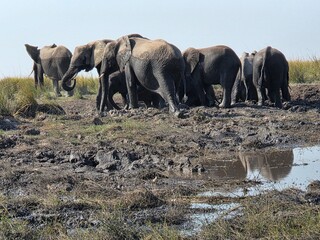 herd of elephants © Fastmarkers