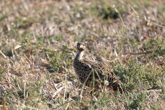 Female Black Francolin (Francolinus francolinus) in Dry Grassland in August, Akrotiri, Cyprus
