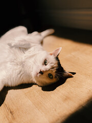 Cat Relaxing  © Saam