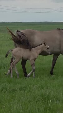 Grullo Mare Walking Beside Her Newborn Foal in Green Meadow

