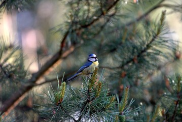 Eurasian blue tit perched on a young conifer branch, displaying vivid blue and yellow plumage against a softly blurred natural woodland background. © Eric