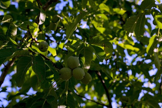 Cluster of unripe green walnuts growing naturally on a walnut tree among dense green leaves in summer sunlight.