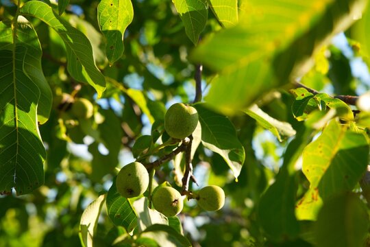 Unripe green walnuts growing on a walnut tree in warm summer sunlight, surrounded by lush foliage in a natural outdoor setting.