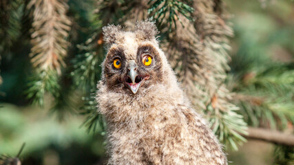 Obraz premium great grey owl