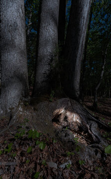 Glowing hole in a tree at night