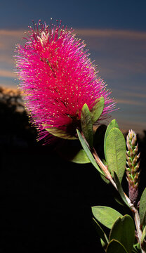 Vibrant single bottlebrush flower in bloom with colorful sky behind