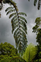Lush green fern fronds and dense tropical trees create a vibrant natural canopy against a dark, overcast sky in São Miguel, Azores, highlighting the island's unique and rich botanical environment © Marta Nogueira