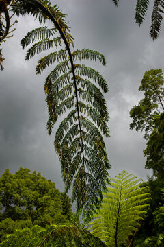 Lush green fern fronds and dense tropical trees create a vibrant natural canopy against a dark, overcast sky in S&atilde;o Miguel, Azores, highlighting the island's unique and rich botanical environment