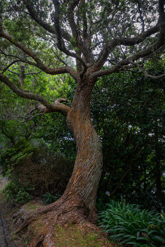 Old tree growing beside a path, featuring a prominent gnarled trunk with textured bark, spreading roots, and lush green foliage, showcasing nature's resilience