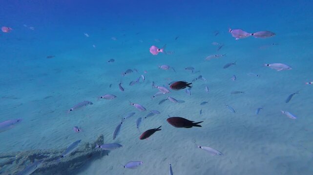 Underwater view of a mixed school of saddled bream and damselfish swimming over a sandy seabed, slow motion