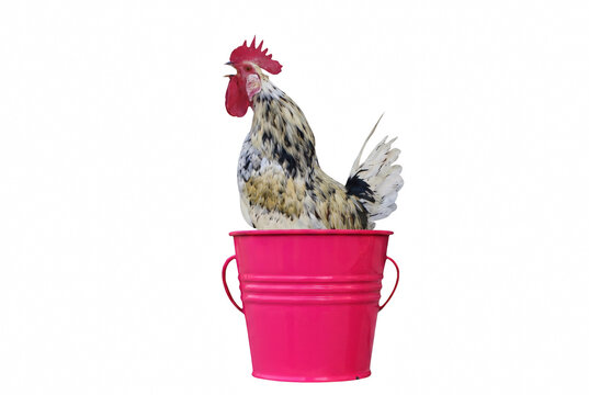 Speckled Rooster Crowing from Inside a Bright Pink Bucket
