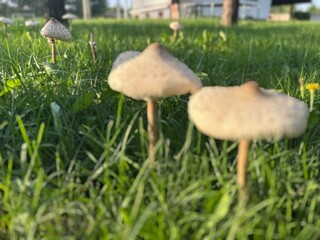 Parasol mushrooms growing in green grass © Studio 100