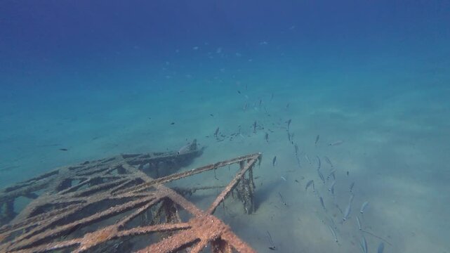 Underwater view of a rusty metal frame structure on seabed with a school of saddled bream fish, slow motion