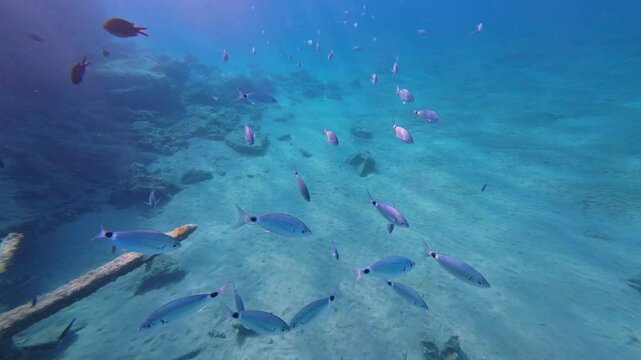 Underwater wide shot of a school of saddled bream fish swimming over a sandy seabed in clear water, slow motion