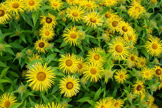 Garden bed of hooker's inula flowers