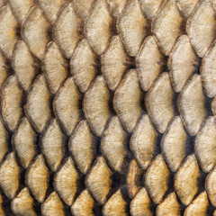 Square macro shot of golden fish scale texture, shiny natural pattern background of carp scale. © Volodymyr Shevchuk