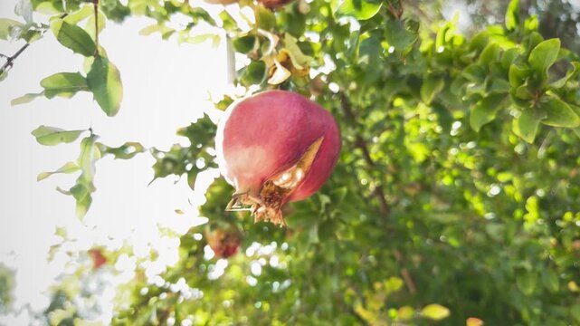 Ripe Red Pomegranate Fruit Hanging On Tree Branch With Green Leaves In Garden 