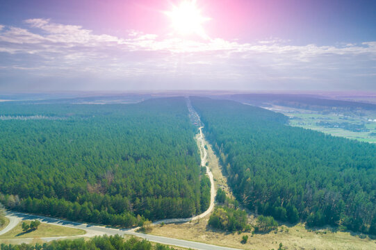 Rural landscape. Aerial view. View of highway and pine forest in summer