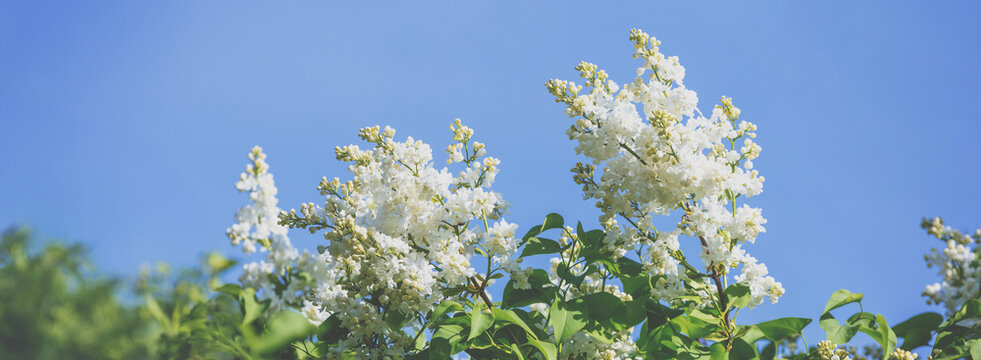 White lilac bush (Syringa) in the garden. Spring floral background