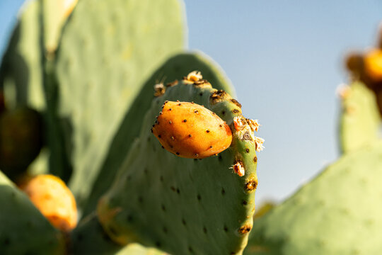 Prickly pears ripening on the cactus at sunset.