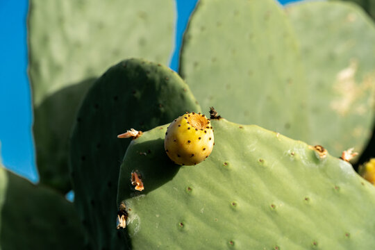 Prickly pears ripening on the cactus at sunset.