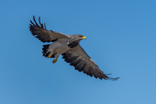 Black-chested Buzzard-Eagle (Geranoaetus melanoleucus) in flight. Patagonia , Chili.        
