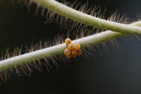 Macro of Polydamas Swallowtail Butterfly Eggs (Battus polydamas) on Hairy Pipevine Stem