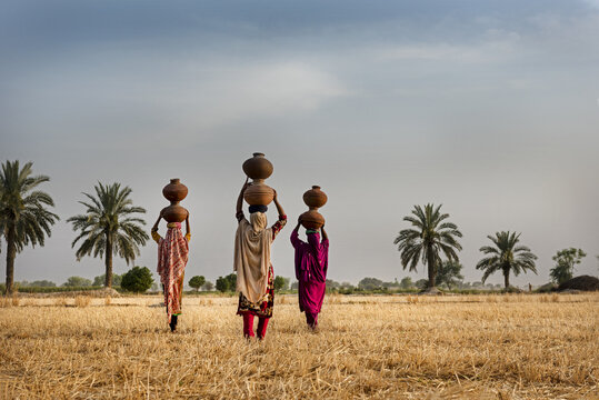 Multan, Punjab, Pakistan - 05 May 2017: View of three women carrying clay water pots on their heads while walking through a golden wheat field with palm trees under a soft sky.