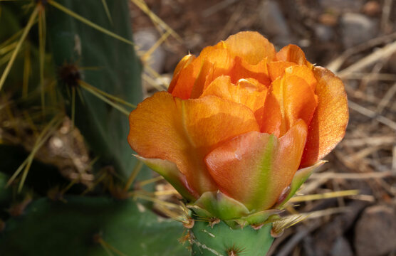 Vibrant orange and yellow prickly pear cactus in spring
