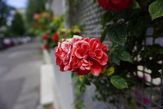 Fiore Rossa aperta