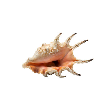 Spiky conch seashell from marine life is displayed on a plain transparent background.