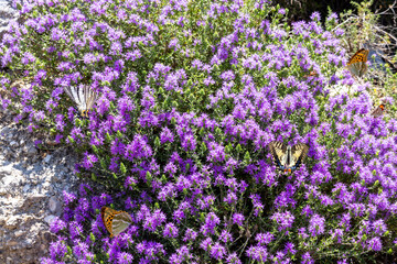 Wild butterflies resting on fragrant purple thyme flowers on Corfu © Barosanu