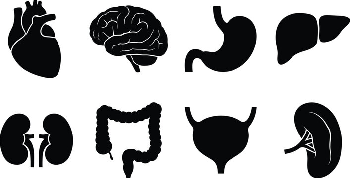 Set of black silhouettes of human internal organs, anatomical parts, and medical icons on white background.