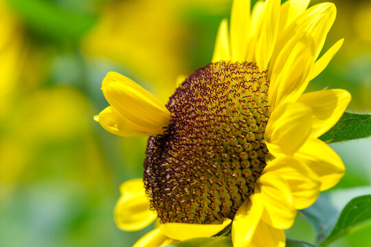Close-up of bright yellow sunflower petals and central disk blooming under summer sunlight