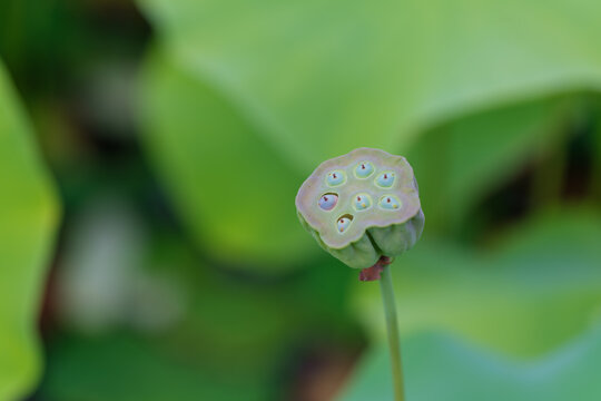 Close up of green lotus seed pod growing in pond with soft natural bokeh background in summer