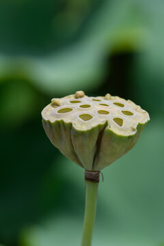 Close-up of dried lotus seed pod in green pond with soft bokeh background in summer sunlight