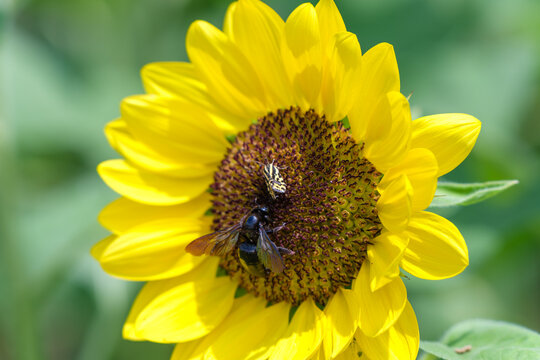 Close-up of a blooming yellow sunflower with a carpenter bee collecting nectar under bright summer sunlight