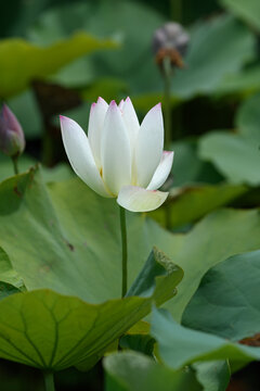 Close-up of elegant blooming white lotus flower with pink tips against green foliage in summer pond