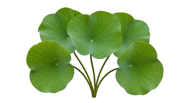 Fresh green gotu kola leaves plant isolated on transparent background