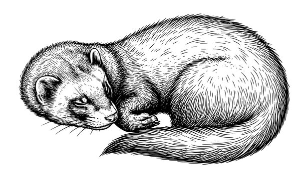 Vintage Ferret Resting Curled Pose Natural History Black and White Vector Illustration