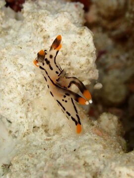 Thecacera pacifica Pikachu nudibranch on tropical coral reef