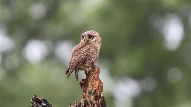 Spotted owlet (Athene brama) sitting on dead tree.this unedited 4k resolution video was taken from Bangladesh.