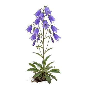 Alpine Bluebell (Campanula barbata) &mdash; nodding blue bells, isolated on transparent background