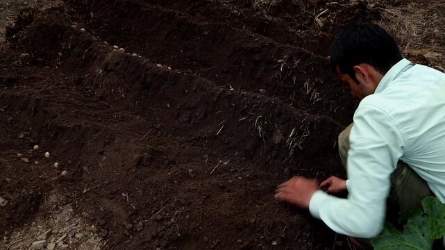 Real-time close-up video of a young South Asian farmer carefully covering a planted tuber with soil by hand during summer in Himachal Pradesh, India.