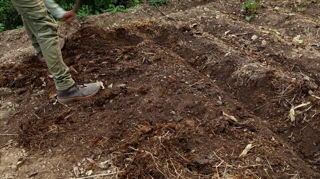 Real-time close-up video of a young farmer using a traditional hand hoe to dig furrows for planting potatoes during the summer season in Himachal Pradesh, India.