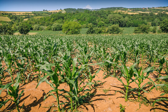 Rolling forested hills frame a vast young cornfield growing in rich red soil under a clear summer sky. Agriculture concept.