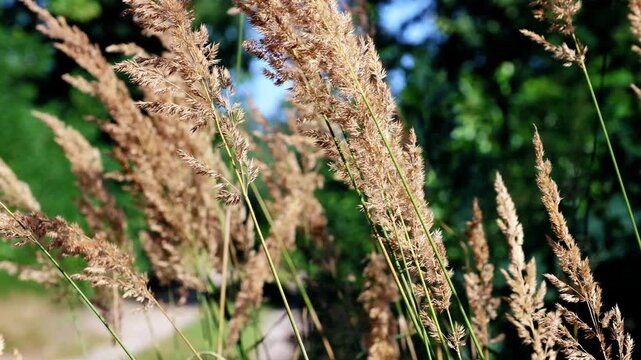 Trawa na wietrze, bokeh