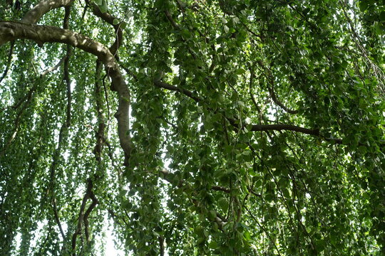 Untersicht in das dichte, gr&uuml;ne Bl&auml;tterdach und die geschwungenen &Auml;ste einer H&auml;nge-Buche (Fagus sylvatica f. pendula) an einem Sommertag