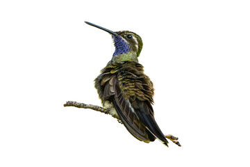 Naklejka premium Blue-throated Hummingbird (Lampornis clemenciae) Photo, Perched Showing His Colors, Over a Transparent, Isolated PNG Background